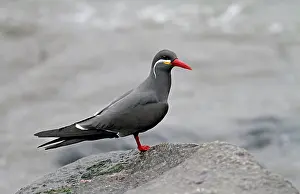 Inca Tern Prints: Inca Tern, Larosterna inca