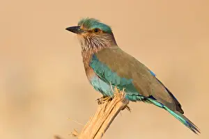 Framed Print : Indian Roller Print, Perched on a Wooden Log Framed Print : Indian Roller Print, Perched on a Wooden Log