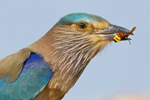 Middle East Nature Photography Prints: Indian Roller