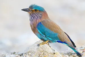 Coraciiformes Birds Prints: Indian Roller