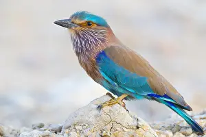 Indian Roller Print, Standing on a stone in Oman