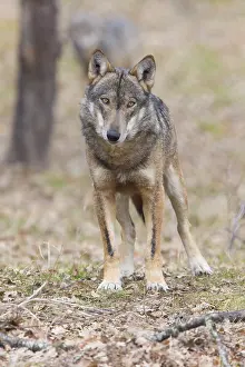 Italian Wolf Print, Civitella Alfedena, Abruzzo
