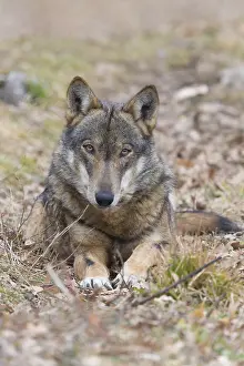 Canis Lupus Images Prints: Italian Wolf