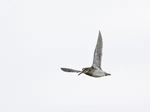 Wildlife Fauna Europe Prints: Jack Snipe;Lymnocryptes minimus