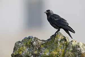 Nature Photography Italy Prints: Jackdaw