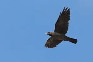 Passeriformes Bird Species Prints: Jackdaw in flight