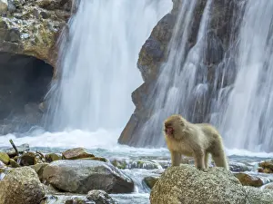 Snow Monkey Japan Prints: Japanese Macaque, Macaca fuscata