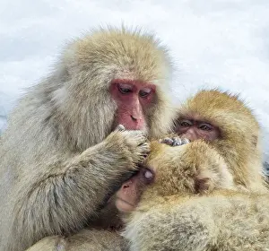 Snow Monkey Japan Prints: Japanese Macaque, Macaca fuscata