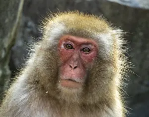 Asian Mammal Species Prints: Japanese Macaque, Macaca fuscata