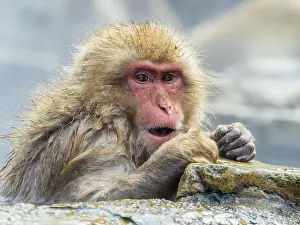Snow Monkey Japan Prints: Japanese Macaque, Macaca fuscata
