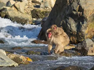 Snow Monkey Japan Prints: Japanese Macaque, Macaca fuscata