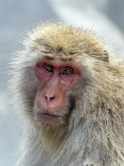 Asian Mammal Species Prints: Japanese Macaque, Macaca fuscata