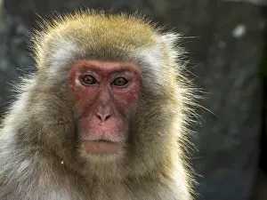 Snow Monkey Japan Prints: Japanese Macaque, Macaca fuscata