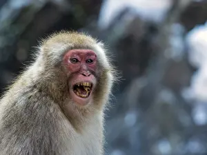 Jigokudani Monkey Park Prints: Japanese Macaque, Macaca fuscata