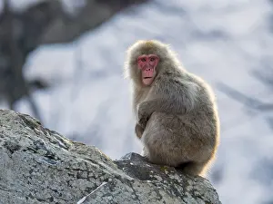 Snow Monkey Japan Prints: Japanese Macaque, Macaca fuscata