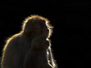 2019 Prints: Japanese Macaque Print, Backlit at Jigokudani Monkey Park