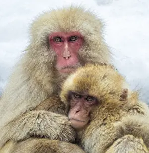 Asian Primate Species Prints: Japanese Macaque, Macaca fuscata