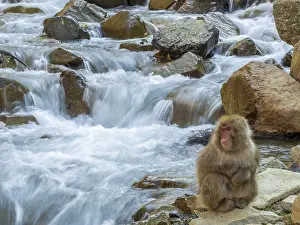 Snow Monkey Japan Prints: Japanese Macaque, Macaca fuscata