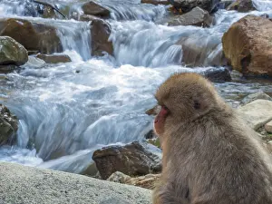 Japanese Macaque in Hotspring Print, Jigokudani Monkey Park