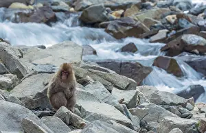 Asian Primate Species Prints: Japanese Macaque, Macaca fuscata