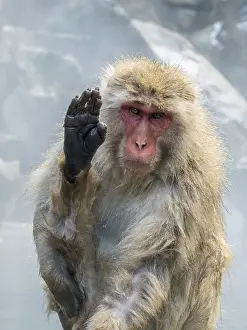 Snow Monkey Japan Prints: Japanese Macaque, Macaca fuscata