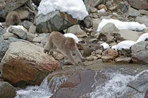 Asian Mammal Species Prints: Japanese macaque; Macaca fuscata