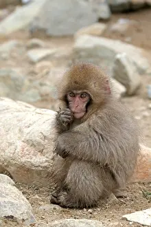 Snow Monkey Japan Prints: Japanese macaque; Macaca fuscata