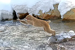 Macaca Fuscata Images Prints: Japanese macaque; Macaca fuscata