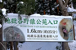Japanese Macaque Prints: Japanese macaque; Macaca fuscata