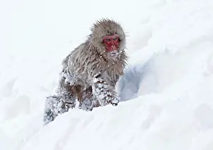 Japanese Macaque Prints: Japanese macaque; Macaca fuscata