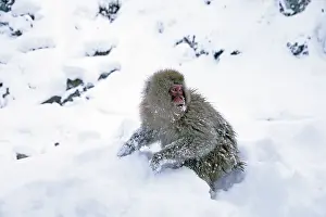 Japanese Macaque Prints: Japanese macaque; Macaca fuscata