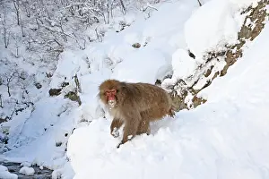 Japanese Macaque Prints: Japanese macaque; Macaca fuscata