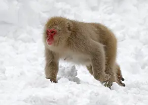 Japanese Macaque Prints: Japanese macaque; Macaca fuscata