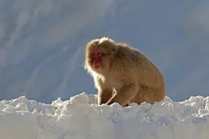 Asian Wildlife Mammals Prints: Japanese macaque; Macaca fuscata