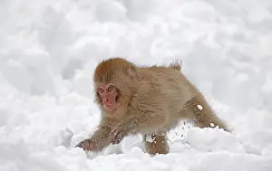 Japanese Macaque Prints: Japanese macaque; Macaca fuscata