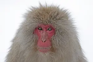 Japanese Macaque Prints: Japanese macaque; Macaca fuscata