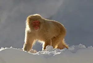Japanese Macaque Prints: Japanese macaque; Macaca fuscata