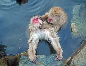 Japanese Macaque Prints: Japanese Macaque, Macaca fuscata