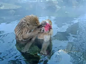 Japanese Macaque Prints: Japanese Macaque, Macaca fuscata