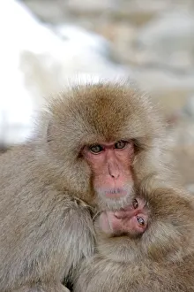 Macaca Fuscata Images Prints: Japanese macaque; Macaca fuscata