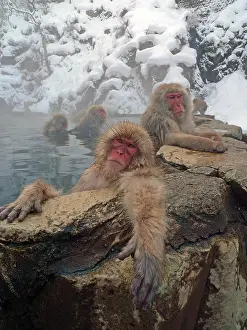 Japanese Macaque Prints: Japanese Macaque, Macaca fuscata