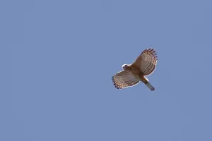 Nature Reserve Indonesia Prints: Javan Hawk-Eagle, Nisaetus bartelsi