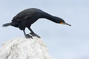 Cape Cormorant Print - Kaapse Aalscholver (Phalacrocorax capensis) by Agami