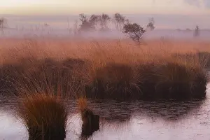 Kalmthourse Heide