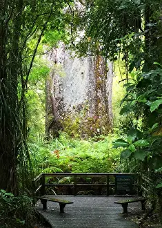 Kauri Tree Prints: Kauri, Agathis australis