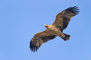 Eastern Imperial Eagle Prints: Keizerarend, Eastern Imperial Eagle, Aquila heliaca