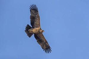 Eastern Imperial Eagle Prints: Keizerarend, Eastern Imperial Eagle, Aquila heliaca