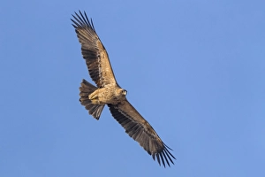 European Raptors Prints: Keizerarend, Eastern Imperial Eagle, Aquila heliaca