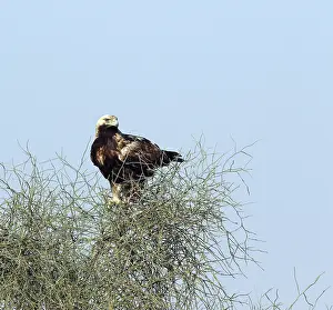 Eastern Imperial Eagle Prints: Keizerarend, Eastern Imperial Eagle, Aquila heliaca