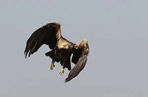 Eastern Imperial Eagle Prints: Keizerarend, Eastern Imperial Eagle, Aquila heliaca
